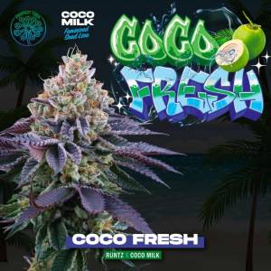 Perfect Tree - Coco Fresh - 6 Fem