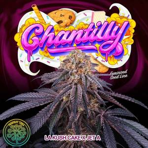 Perfect Tree - Chantilly - 6 Fem