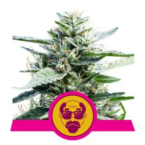 Royal Queen Seeds - Granddaddy Purple - 3 fem