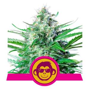 Royal Queen Seeds - Grape Ape - 10 fem