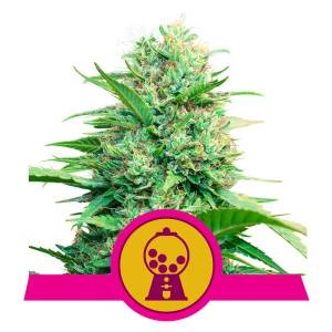 Royal Queen Seeds - Pink Runtz - 10 fem