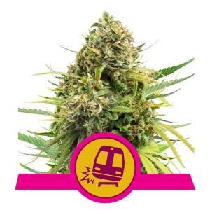 Royal Queen Seeds - Trainwreck - 3 fem