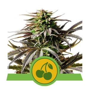 Royal Queen Seeds - Cherry Pie - 10 auto