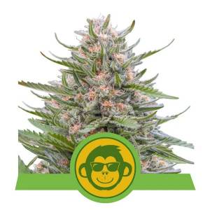 Royal Queen Seeds - Grape Ape - 1 auto