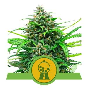 Royal Queen Seeds - Pink Runtz - 10 auto