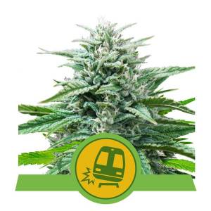 Royal Queen Seeds - Trainwreck - 1 auto