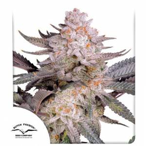 Dutch Passion - Orange Bud 2.0 - 10 fem