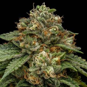 Ripper Seeds - Kroma - 5 Fem