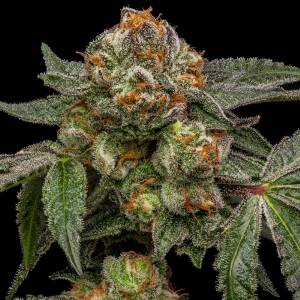 Ripper Seeds - Zake - 3 Fem