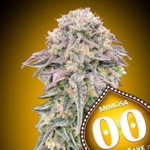 00 Seeds - Mimosa - 5 fem