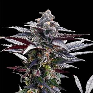Silent Seeds - Pink Sunset by Sherbinskis - 5 fem