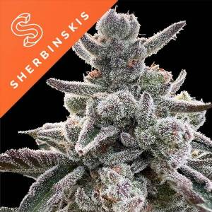 Silent Seeds - Polar Gelato by Sherbinskis - 5 fem