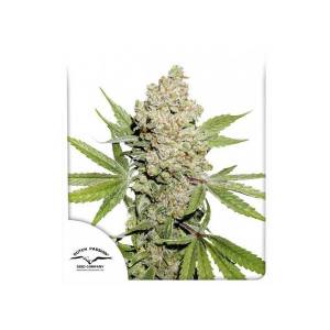 Dutch Passion - Lemon Kix - 100 auto