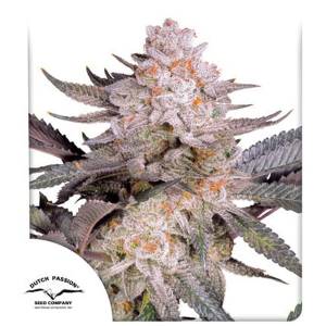 Dutch Passion - Orange Bud 2.0