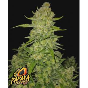 Fast Buds - Papaya Cookies Auto 3