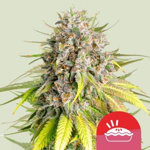 Royal Queen Seeds - Punch Pie 