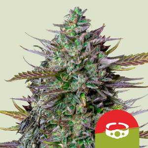 Royal Queen Seeds - GOAT Lato 