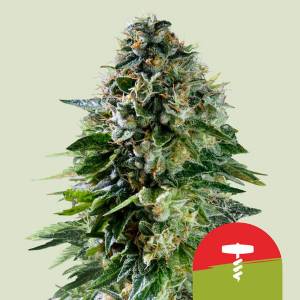 Royal Queen Seeds - Corkscrew 