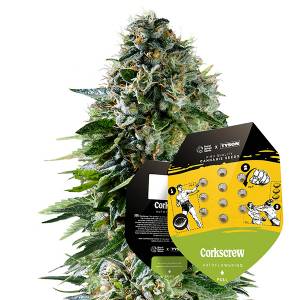 Royal Queen Seeds - Corkscrew 