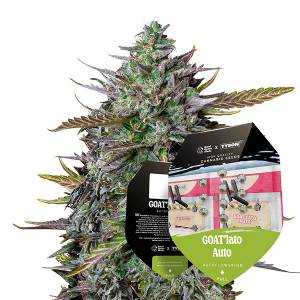 Royal Queen Seeds - GOAT Lato 