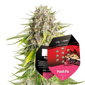 Royal Queen Seeds - Punch Pie 