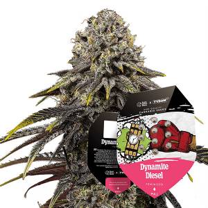 Royal Queen Seeds - Dynamite Diesel 