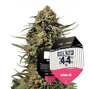 Royal Queen Seeds - Gelato 44 