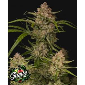 Fast Buds - Guava Auto