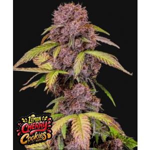 Fast Buds - Lemon Cherry Cookies Auto
