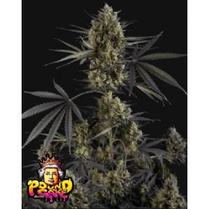 Fast Buds - Pound Cake Auto