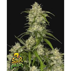 Fast Buds - Sour Jealousy Auto