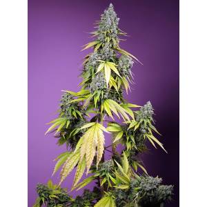 Sweet Seeds - Jet Fuel Mandarine XL