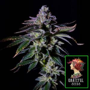 The Grateful Seeds - Gas Mint - 5 fem
