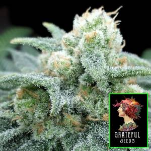 The Grateful Seeds - Electric Kooland - 5 fem