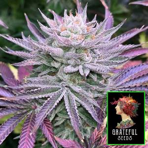 The Grateful Seeds - Nasty Runtz - 3 fem