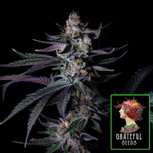 The Grateful Seeds - Satzuma Revenge - 3 fem
