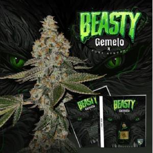 TH Seeds - Beasty 710 Limited Pack - 5+1 Fem