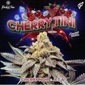 Perfect Tree - Cherrytini S1 - 6 Fem