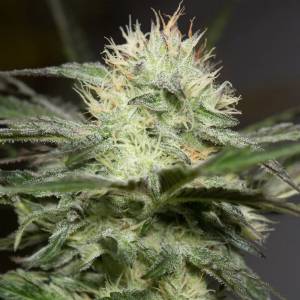 Silent Seeds - Lemon Sorbet