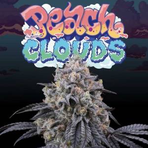 Perfect Tree - Peach Clouds - 6 Fem
