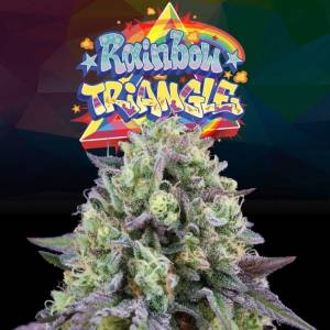 Perfect Tree - Rainbow Triangle - 6 Fem