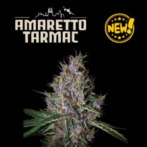 Seedstockers - Superior Auto Amaretto Tarmac - 100 auto