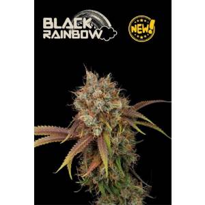 Seedstockers - Superior Auto Black Rainbow - 1 auto