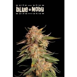 Seedstockers - Superior Auto Blue Moby - 100 auto
