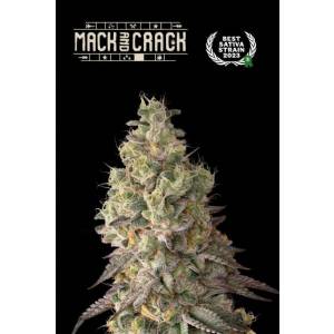 Seedstockers - Superior Auto Mack and Crack