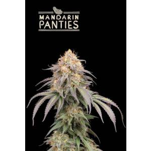 Seedstockers - Superior Auto Mandarin Panties