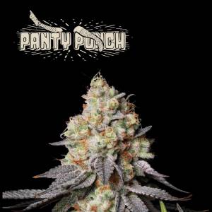 Seedstockers - Superior Auto Panty Punch