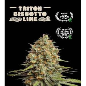 Seedstockers - Superior Auto Triton Biscotto Lime