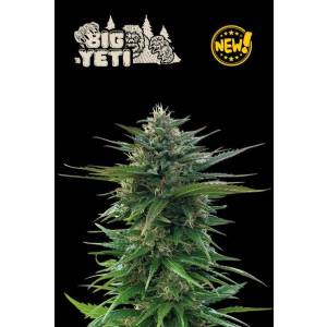 Seedstockers - Superior Big Yeti (Outdoor)