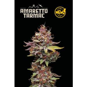 Seedstockers - Superior Amaretto Tarmac